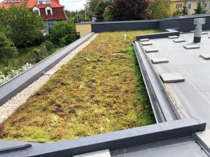 Komárovská školka se zapojila do soutěže o nejlepší přírodní střechu roku